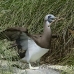booby_brown_ci_h_0409_cos1673_rv.jpg